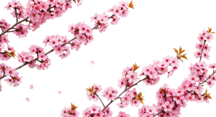 Delicate Pink Cherry Blossoms Blooming on Branches Against White Background.