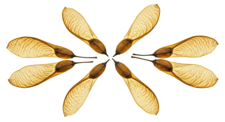 Eight Maple Tree Seeds Arranged in a Circular Pattern 1.