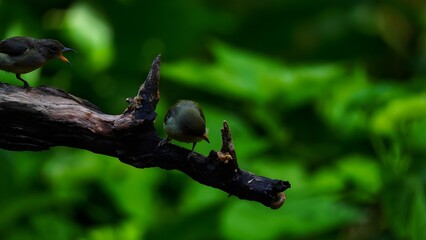 Two small birds perched on a wooden branch with a beautiful natural green background