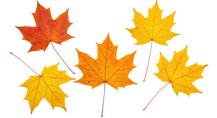 Fototapeta premium Five colorful autumn maple leaves scattered on a white background.