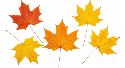 Five colorful autumn maple leaves scattered on a white background.