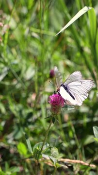 Two White Butterflies With Distinct Black Veins Mating (Amplexus) On A Pink Clover Blossom In A Lush Green Meadow. Insect Reproduction In Nature. Vertical