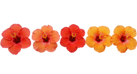 Five Vibrant Orange and Red Hibiscus Flowers Arranged in a Row.