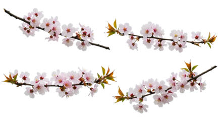 Four delicate cherry blossom branches with pink flowers and green leaves on white background.