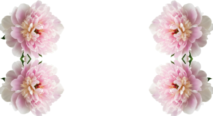 Four delicate pink peonies arranged symmetrically on a white background.