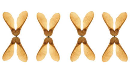 Four Maple Tree Seeds Arranged in a Row on White Background.