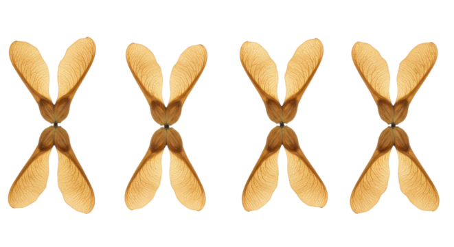 Four Maple Tree Seeds Arranged in a Row on White Background.