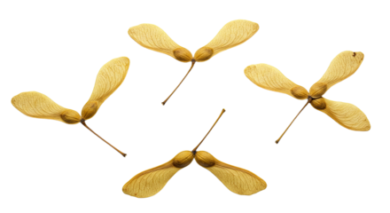 Four Maple Tree Seeds on White Background.