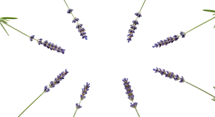 Lavender sprigs arranged in a radial pattern on a white background.
