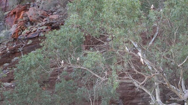 little corella cockatoo, Cacatua sanguinea sitting in a tree of a remote bush camp in a rocky landscape of millstream chichester national park in the Pilbara region of West Australia.