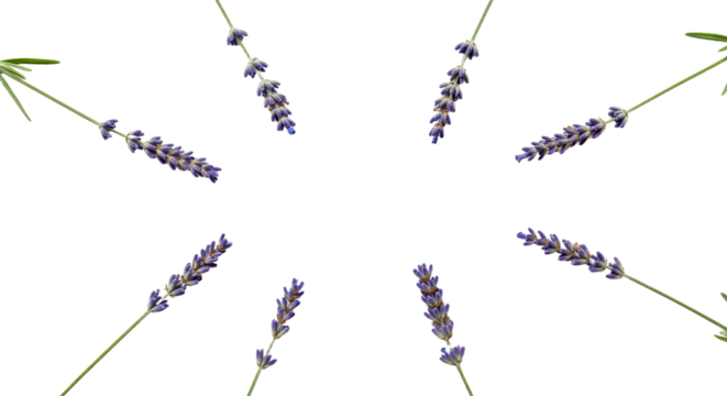 Lavender sprigs arranged in a radial pattern on a white background. - Powered by Adobe