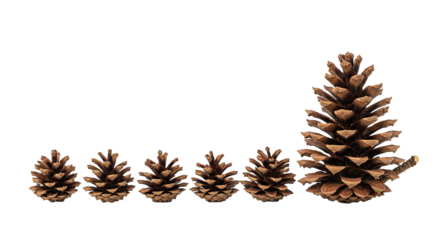 Pine Cones Arranged in Size Order on White Background.