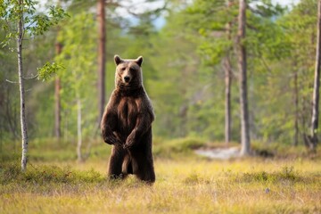 Obraz premium Brown bear standing upright on hind legs in lush Finnish forest, alert and facing camera, full length summer wildlife portrait