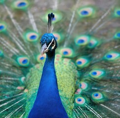 Obraz premium Peacock bird showing colorful feathers and eye spots, highlighting natural beauty and pride in wildlife