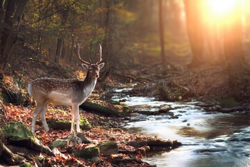 Fallow deer stag standing by a flowing forest stream with autumn leaves, sunlight filtering through trees
