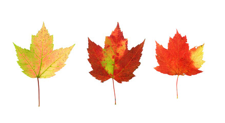 colorful real autumn maple leaves isolated on white background