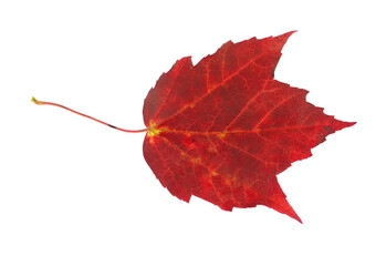 Real red maple leaf isolated on white background
