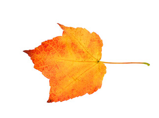 Naklejka na ściany i meble single real red fallen leaf isolated on white background Naklejka na ściany i meble single real red fallen leaf isolated on white background