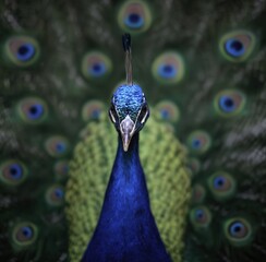 Peacock head close up looking at camera with colorful tail feathers spread out, showing intricate eyespots