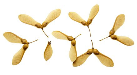 Scattered Maple Tree Samaras Seeds on White Background 1.