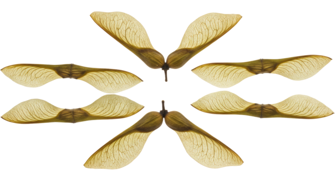Scattered Maple Tree Seeds Arranged in a Circular Pattern 1.