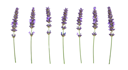 Seven Stalks of Lavender Flowers Isolated on White Background 4.