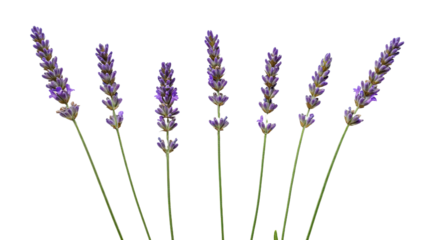 Seven Stalks of Lavender Flowers Isolated on White Background 6.