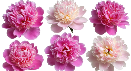 Six Beautiful Pink and White Peony Flowers Isolated on White Background.