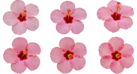 Six delicate pink hibiscus flowers arranged in two rows 1.