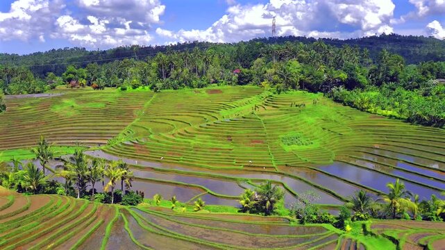 Enchanting Aerial View of Belimbing Rice Terraces &ndash; Hidden Paradise in Pupuan, Tabanan Bali