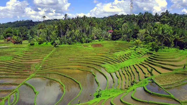 Enchanting Aerial View of Belimbing Rice Terraces &ndash; Hidden Paradise in Pupuan, Tabanan Bali
