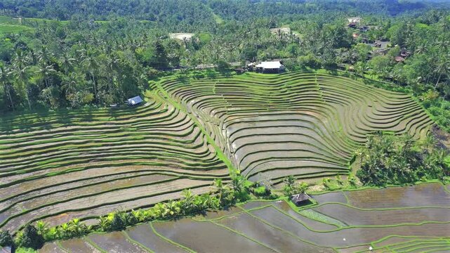 Enchanting Aerial View of Belimbing Rice Terraces &ndash; Hidden Paradise in Pupuan, Tabanan Bali