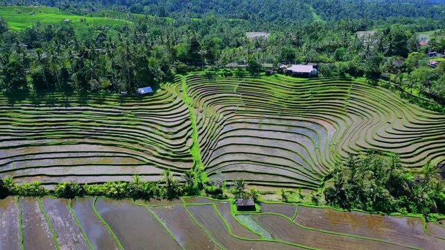 Enchanting Aerial View of Belimbing Rice Terraces &ndash; Hidden Paradise in Pupuan, Tabanan Bali