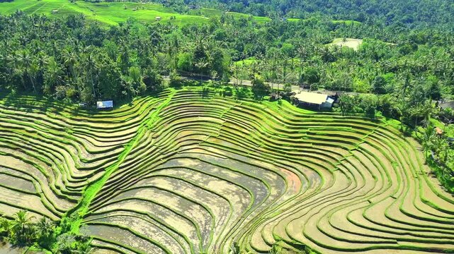 Enchanting Aerial View of Belimbing Rice Terraces &ndash; Hidden Paradise in Pupuan, Tabanan Bali