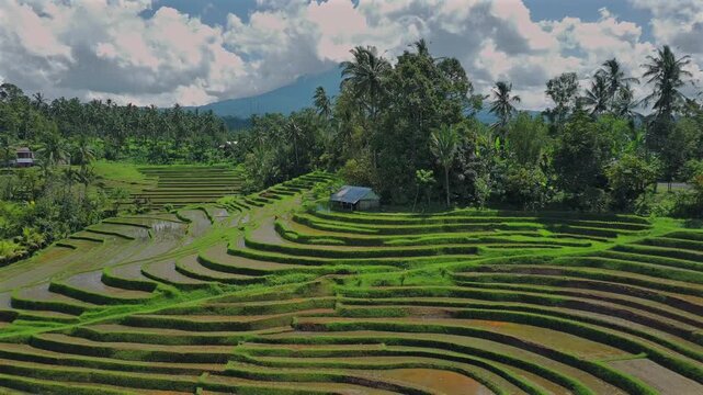 Enchanting Aerial View of Belimbing Rice Terraces &ndash; Hidden Paradise in Pupuan, Tabanan Bali