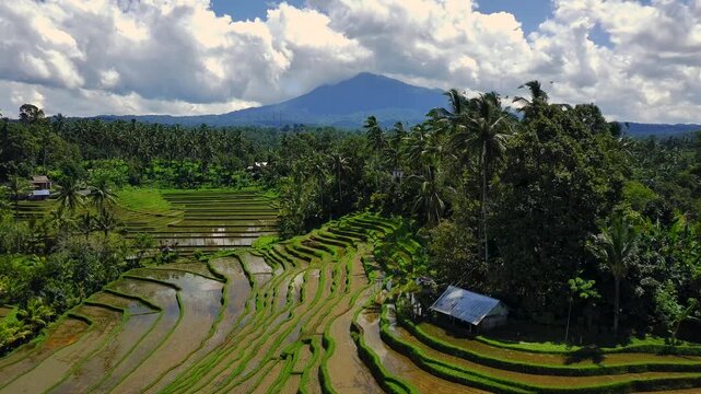 Enchanting Aerial View of Belimbing Rice Terraces &ndash; Hidden Paradise in Pupuan, Tabanan Bali