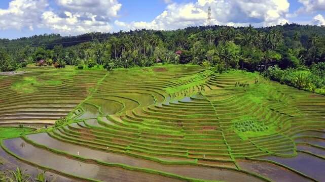 Enchanting Aerial View of Belimbing Rice Terraces &ndash; Hidden Paradise in Pupuan, Tabanan Bali