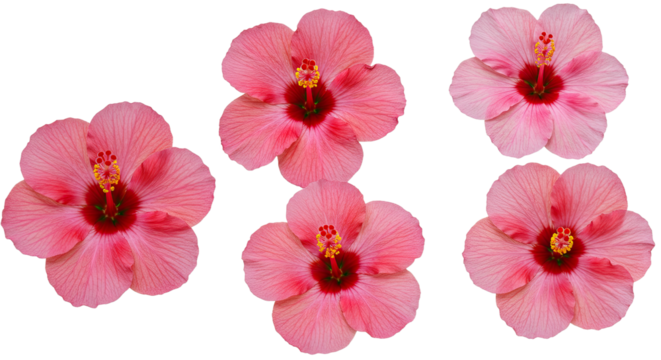 Six Pink Hibiscus Flowers Isolated on White Background 4.