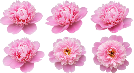 Six Pink Peony Flowers Isolated on White Background.