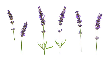 Obraz premium Six Sprigs of Lavender Flowers Isolated on White Background.