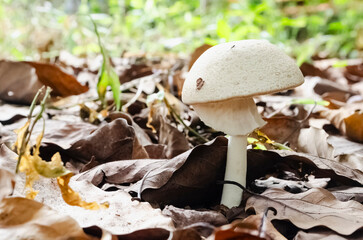 Mushroom Growing From Amongst Dried Leaves