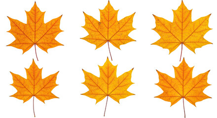 Six Vibrant Orange Maple Leaves Isolated on White Background 2.