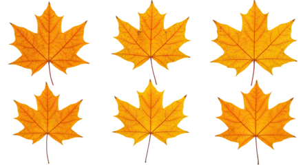 Six Vibrant Orange Maple Leaves Isolated on White Background 2.