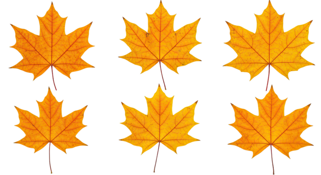 Six Vibrant Orange Maple Leaves Isolated on White Background 2.