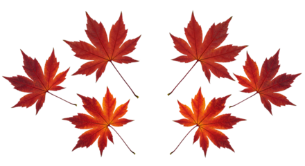 Six Vibrant Red Maple Leaves Arranged Artistically on White Background.