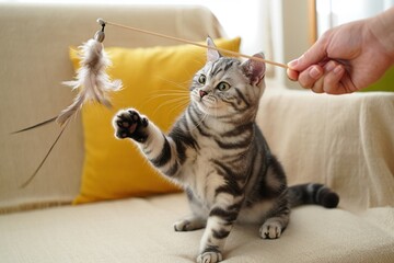 Naklejka premium Cute tabby kitten playing with feather toy on a cozy sofa, expressing joy and playful energy