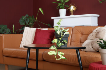 Coffee table with houseplant in modern living room, closeup