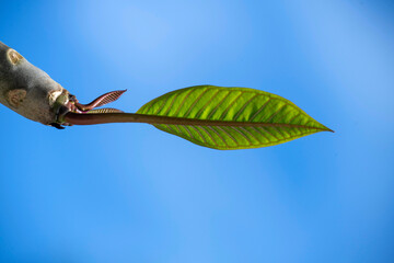 New Plumeria (Frangipani) Bud
