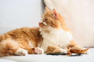 Cute tabby cat with toy lying on sofa at home, closeup