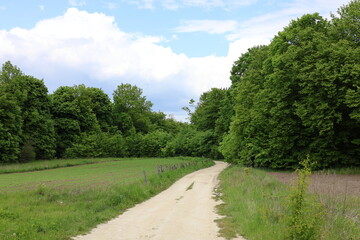 A dirt country road winds through lush green forest and open fields under a bright sky. Perfect for advertising outdoor recreation, travel, travel blogging, and active leisure.